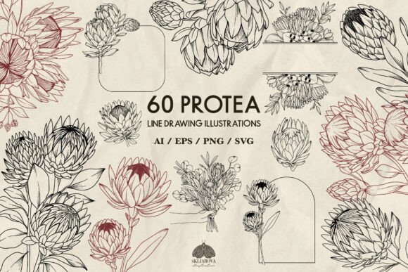 Download Protea Flowers Line Drawing Svg - Wing Collection